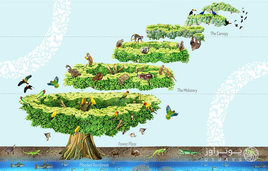 تصویرسازی از چهار سطح جنگل در سیاره سبز دبی